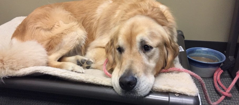 Golden retriever in a dog bed