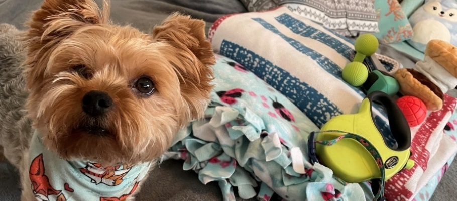 Yorkie with blankets and dog toys