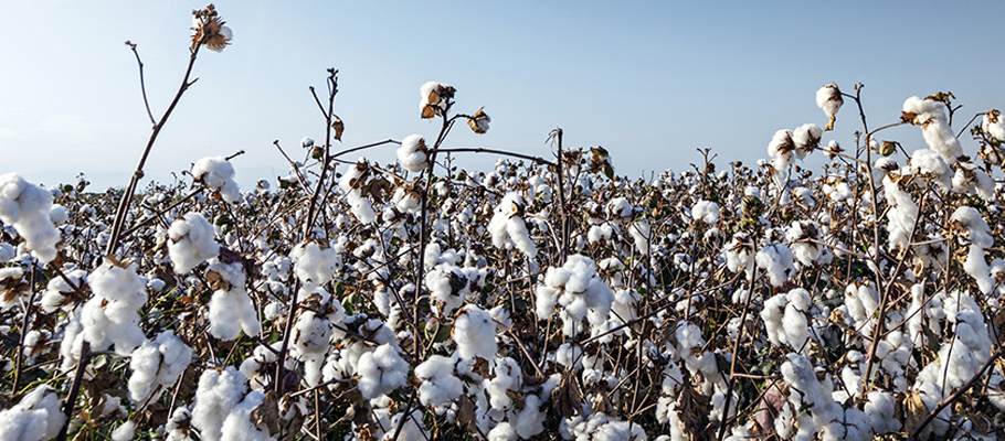 Cotton field