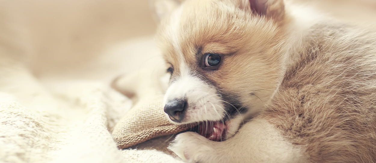 Puppy with toy