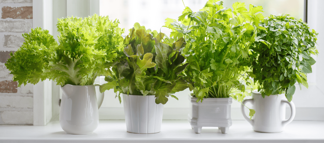 Herbs in reused mugs